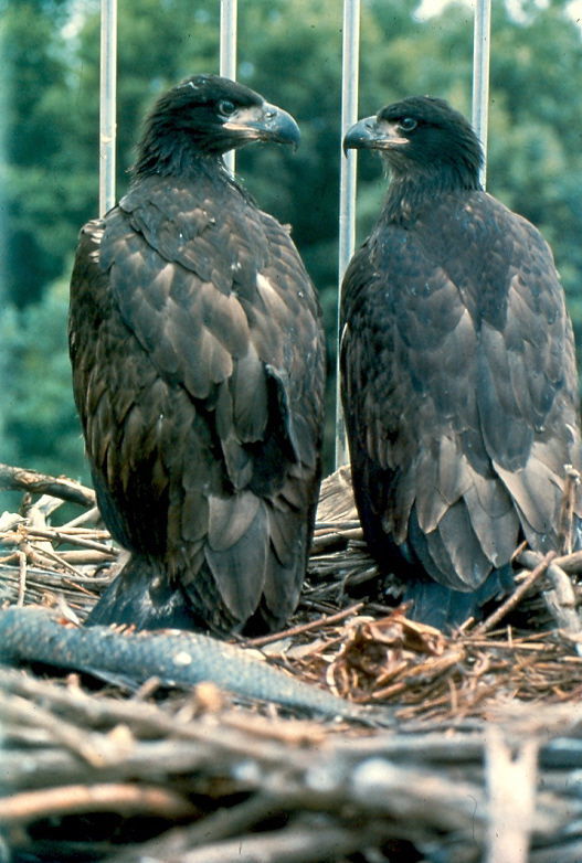Eagles are back to roost